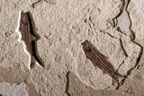 Museum-Quality Green River Fossil Fish Triptych #369070-9